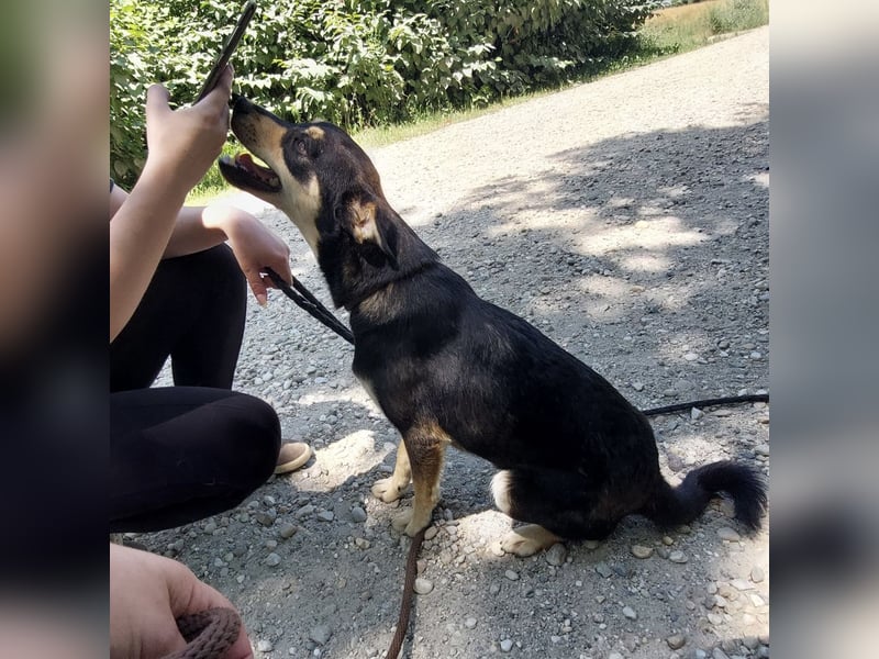 Bolek ein Schatz auf 4 Pfoten