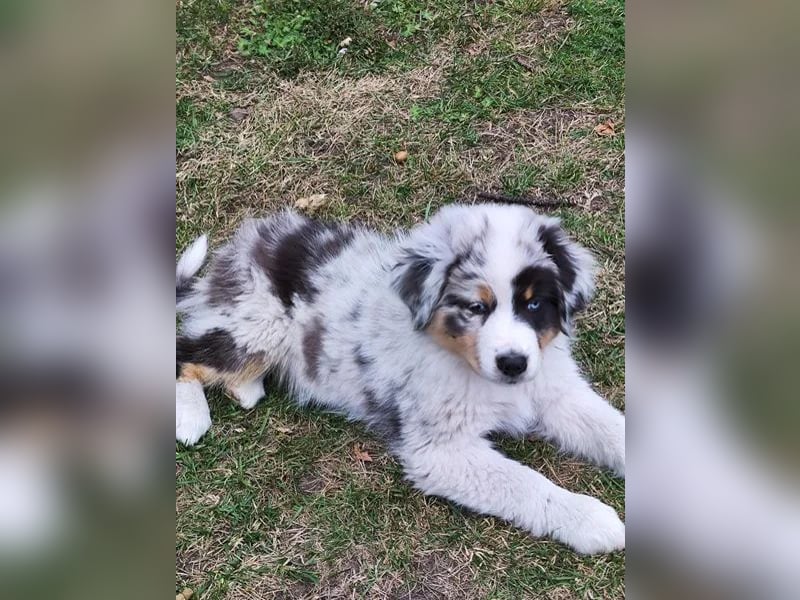 Australian shepherd Hündin – geimpft, entwurmt, gechipt, mit EU-Heimtierausweis Australian shepherd Hündin – geimpft, entwurmt, gechipt, mit EU-Heimtierausweis