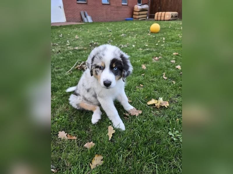 Australian shepherd Hündin – geimpft, entwurmt, gechipt, mit EU-Heimtierausweis Australian shepherd Hündin – geimpft, entwurmt, gechipt, mit EU-Heimtierausweis