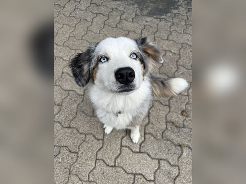 Australian Shepherd Hündin Merle 1,5 Jahre