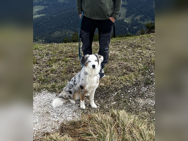 Australian Shepherd Hündin Merle 1,5 Jahre