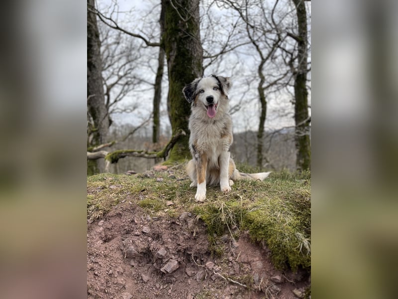 Australian Shepherd Hündin Merle 1,5 Jahre