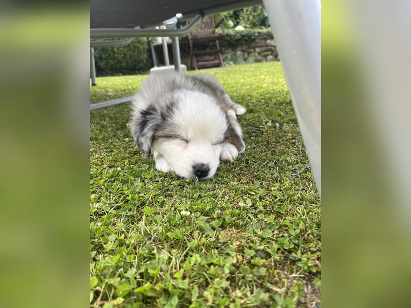 Australian Shepherd Hündin Merle 1,5 Jahre