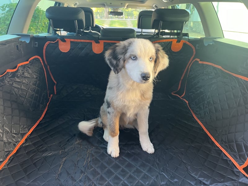 Australian Shepherd Hündin Merle 1,5 Jahre