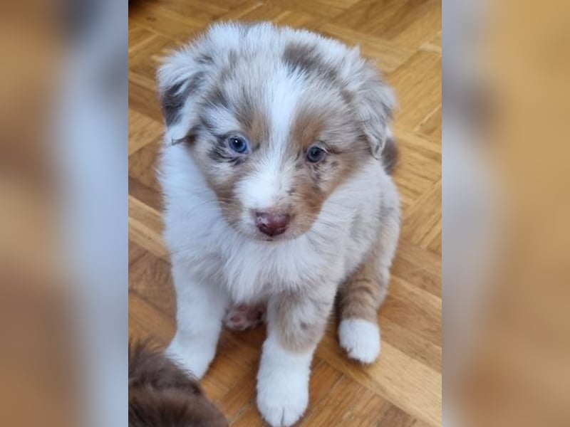 Australian shepherd Hündin – geimpft, entwurmt, gechipt, mit EU-Heimtierausweis