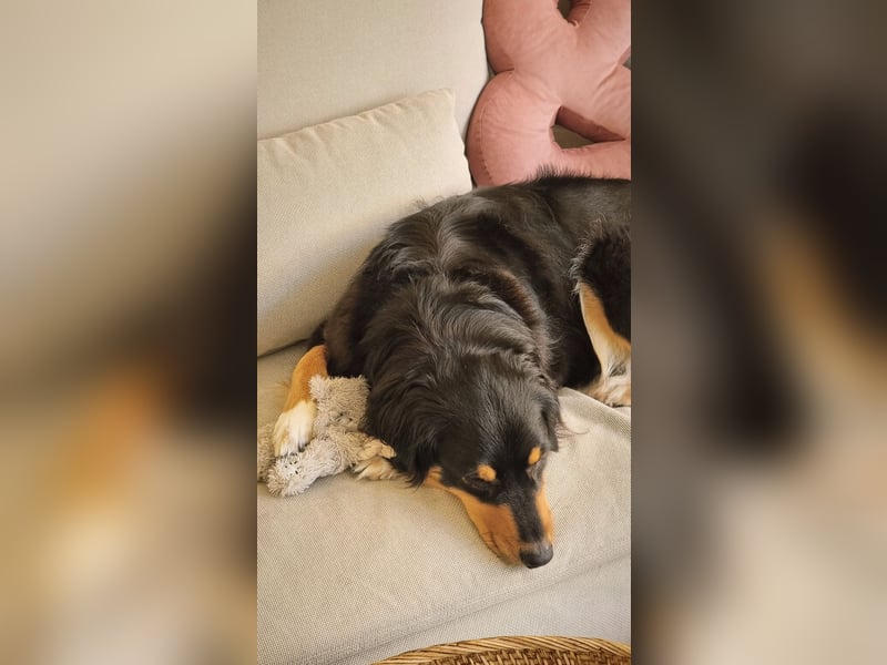 Aussie Hündin sucht ruhiges zu Hause