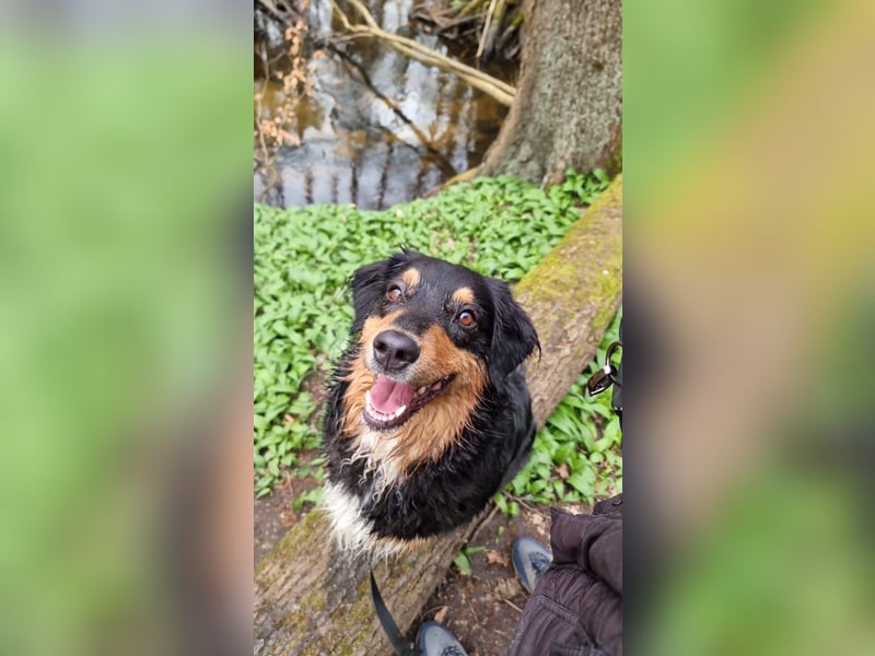 Aussie Hündin sucht ruhiges zu Hause