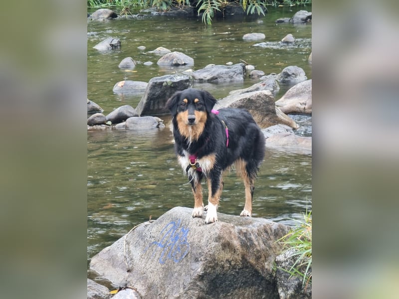 Aussie Hündin sucht ruhiges zu Hause