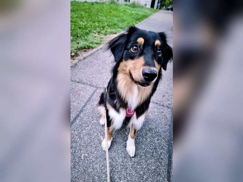 Aussie Hündin sucht ruhiges zu Hause