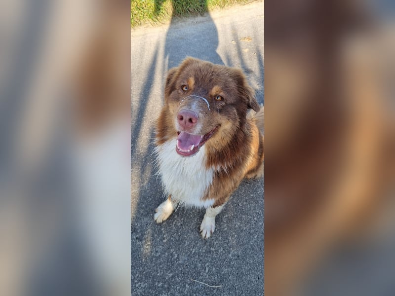 Australian Shepherd sucht erfahrene Menschen
