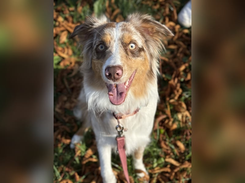 Australian Shepherd Hündin Maja