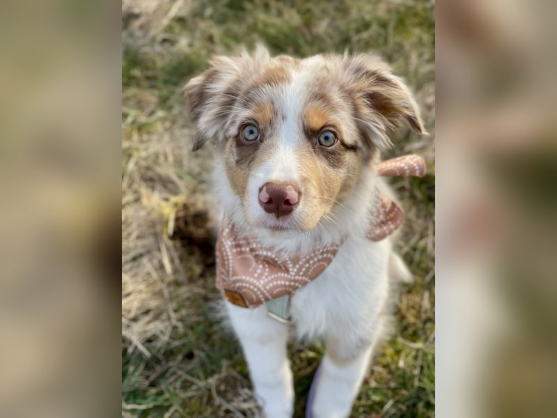 Australian Shepherd Hündin Maja