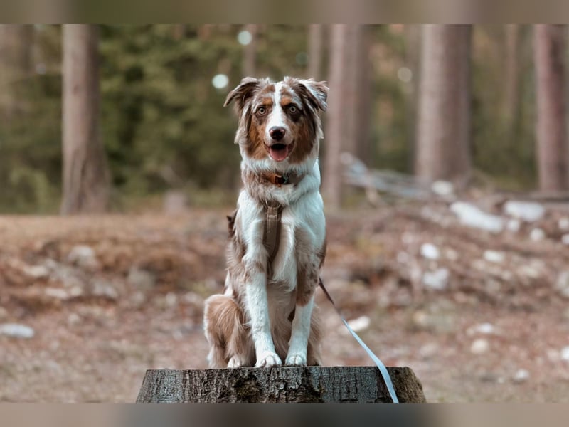 Australian Shepherd Hündin Maja