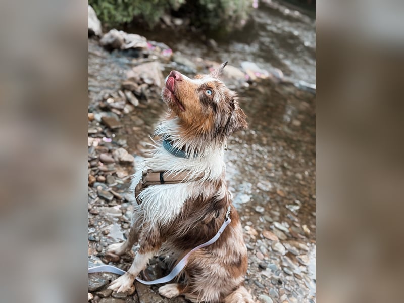 Australian Shepherd Hündin Maja