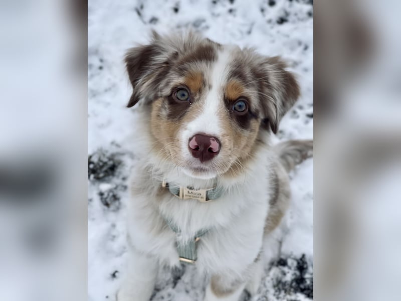 Australian Shepherd Hündin Maja