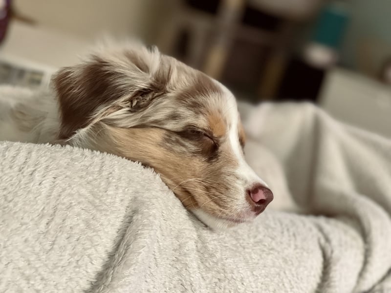Australian Shepherd Hündin Maja