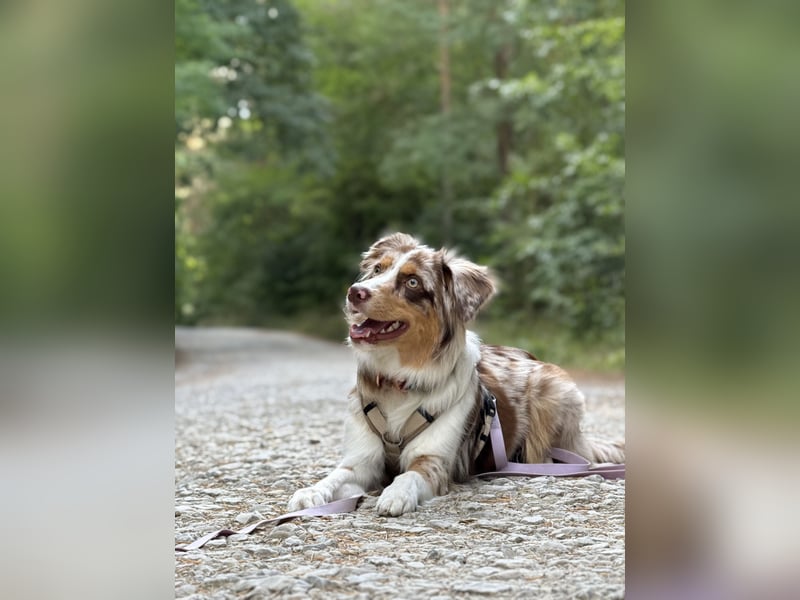 Australian Shepherd Hündin Maja