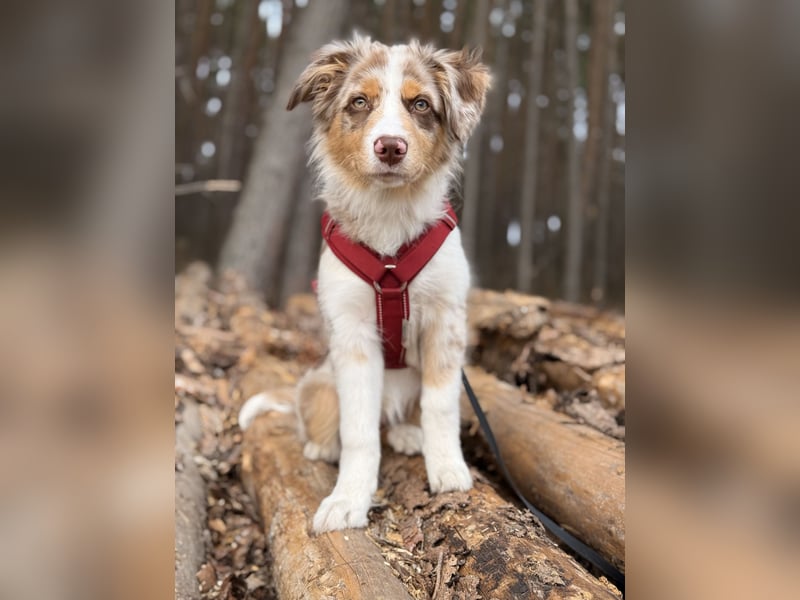 Australian Shepherd Hündin Maja