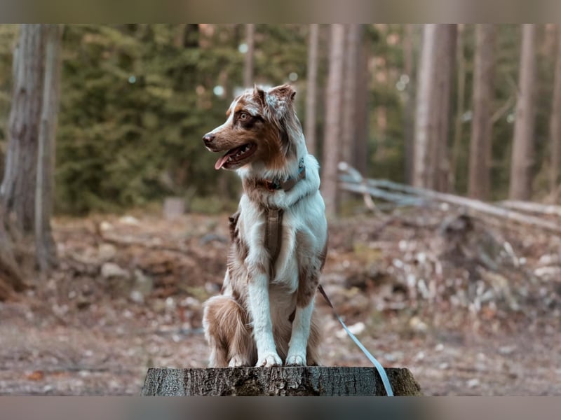 Australian Shepherd Hündin Maja