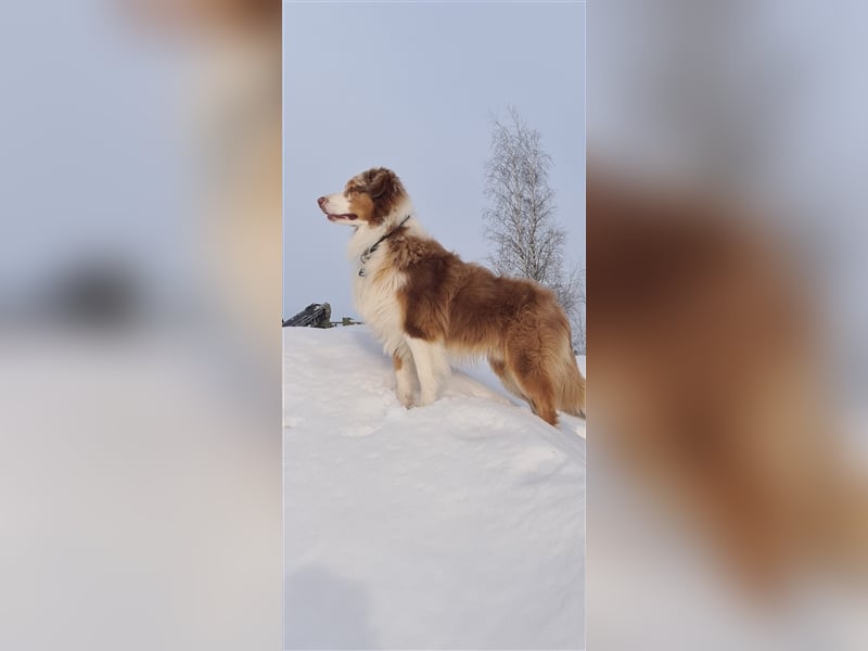 Australian Sheperd Deckrüde