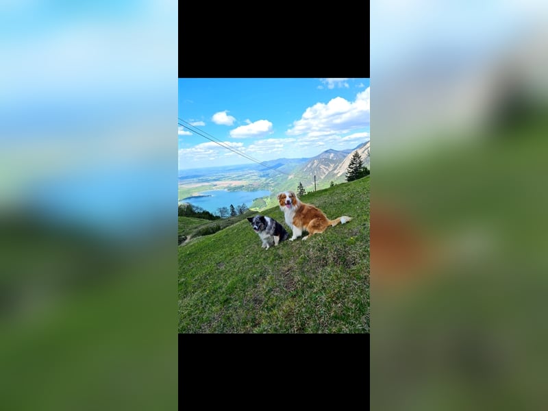 Australian Sheperd Deckrüde