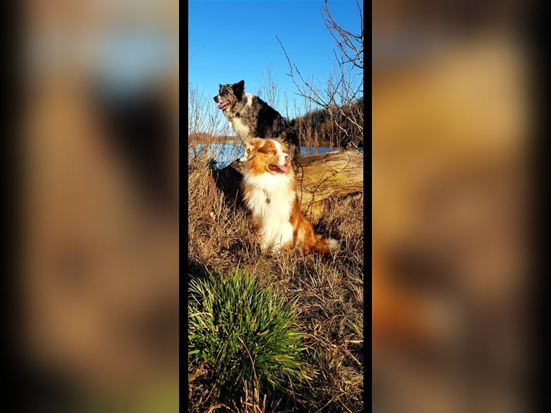 Australian Sheperd Deckrüde