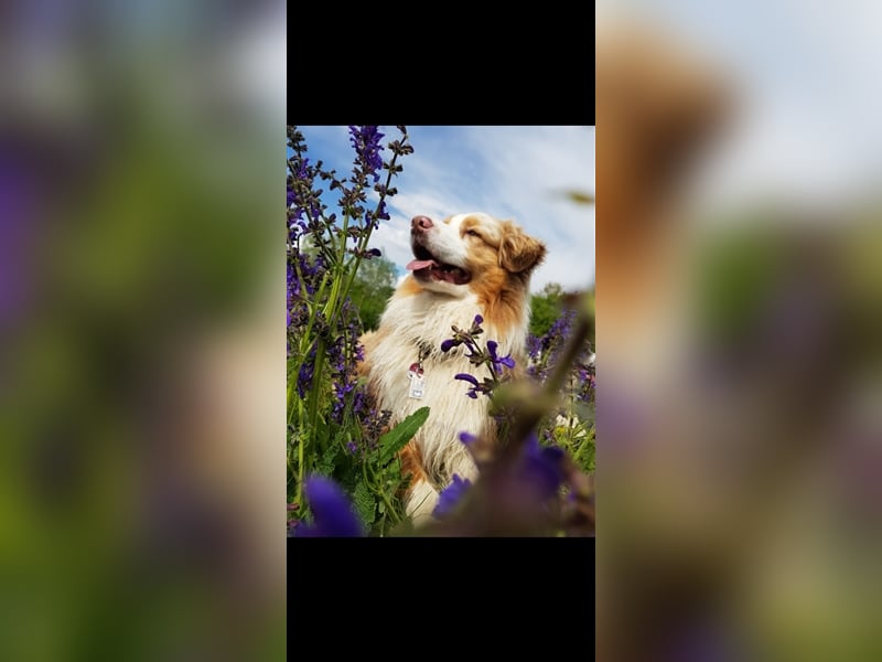 Australian Sheperd Deckrüde