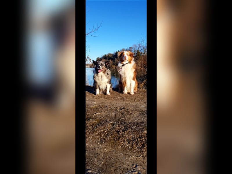 Australian Sheperd Deckrüde