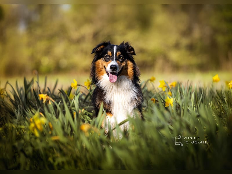 Australian Shepherd Deckrüde / black tri / ASCA