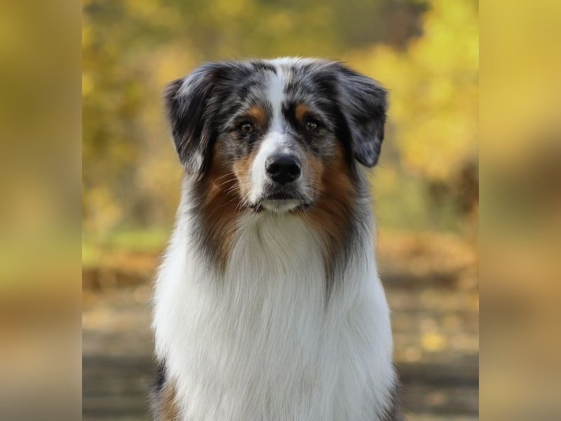 Erfahrener Blue Merle Standard Australian Shepherd Deckrüde Rotträger Aussie