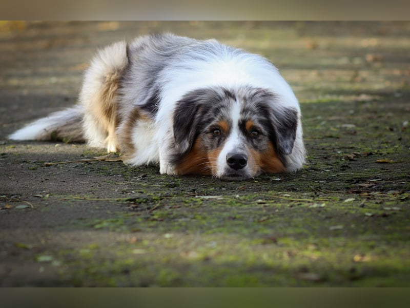 Erfahrener Blue Merle Standard Australian Shepherd Deckrüde Rotträger Aussie