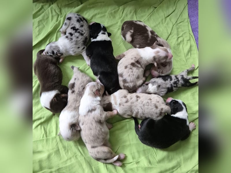 Erfahrener Blue Merle Standard Australian Shepherd Deckrüde Rotträger Aussie