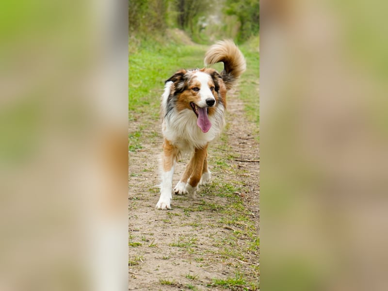 Deckrüden Border Collie u.Australian Shepherd