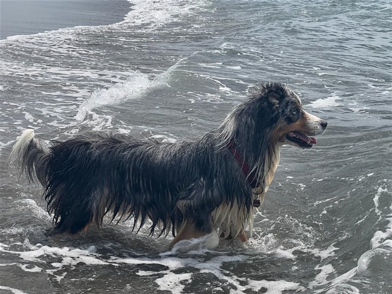 Australian Shepherd Deckrüde blue merle mit Papieren und Auszeichnungen