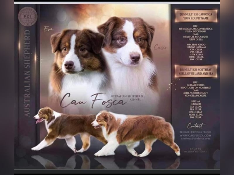 Australian Shepherd Deckrüde in Red Tri reine exklusive Showlinie  /ASCA und FCI Pedigree -