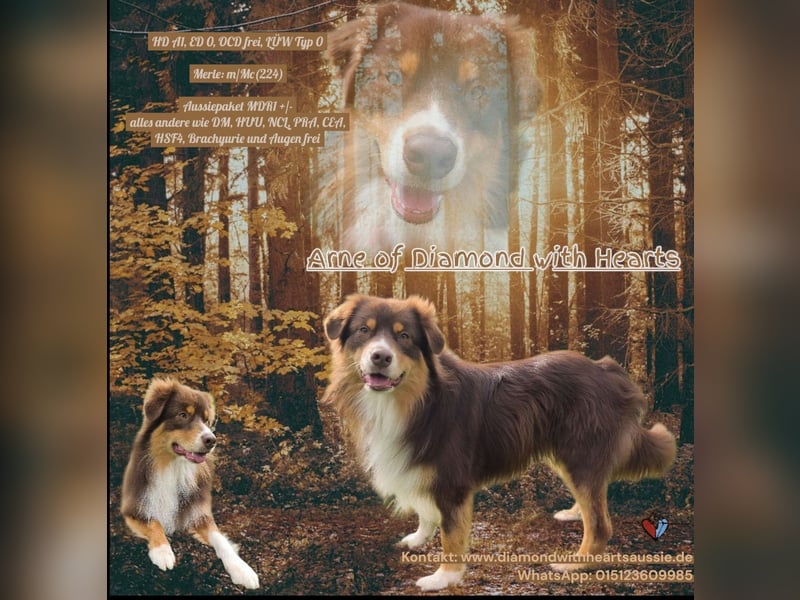 Deckrüde Arne of Diamond with Hearts