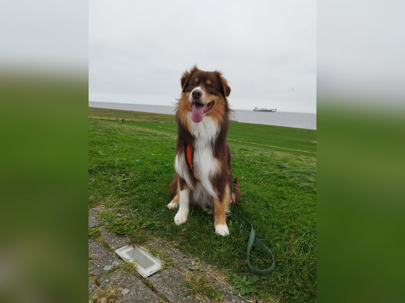 Deckrüde Arne of Diamond with Hearts