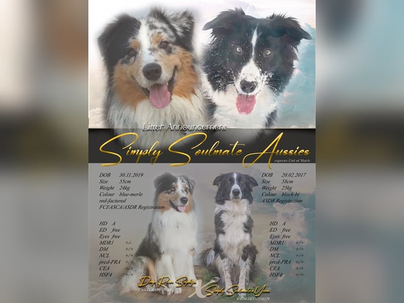 WURFANKÜNDIGUNG Australian Shepherd Welpen in allen Farben m. Papieren ab mitte September