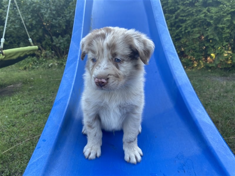 Australian Shepherd Welpen