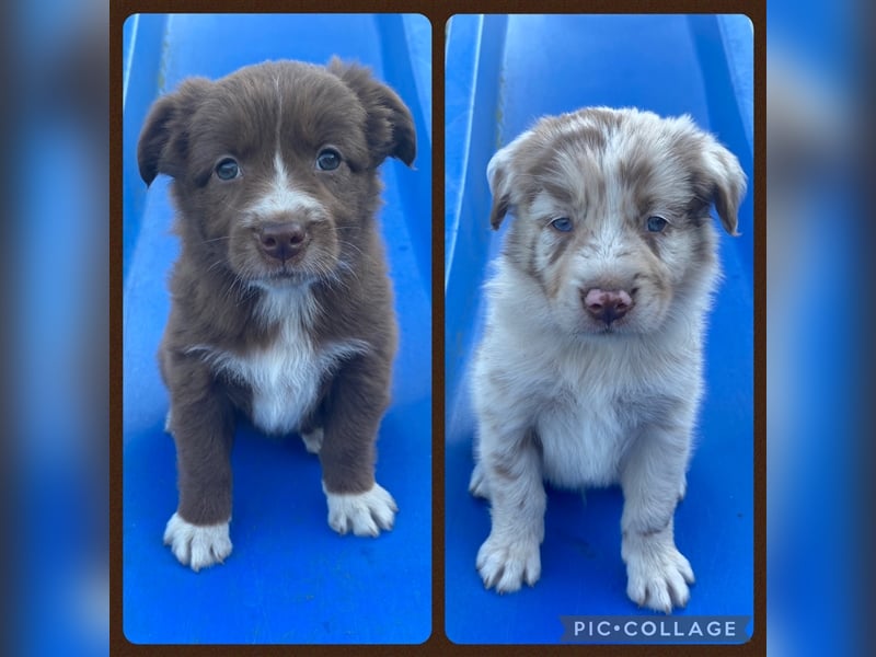 Australian Shepherd Welpen