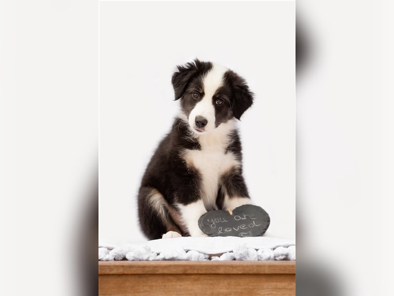 Wunderschöne Australian Shepherd Welpen