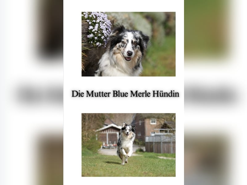 Wunderschöne Australian Shepherd Welpen