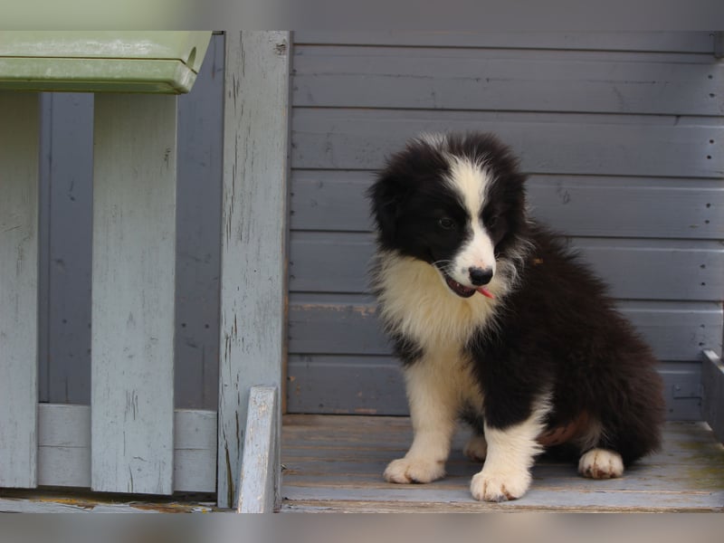 Leyla und Blue - zwei zuckersüße Aussie Zwerge