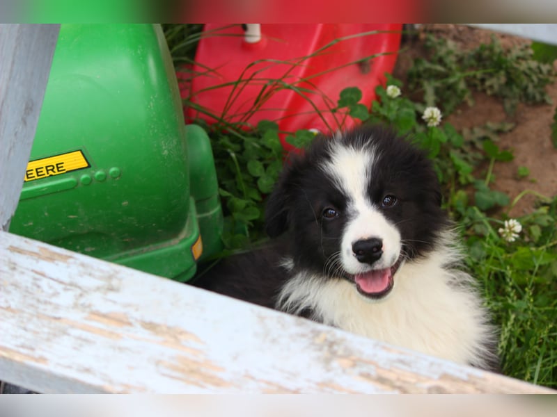 Leyla und Blue - zwei zuckersüße Aussie Zwerge