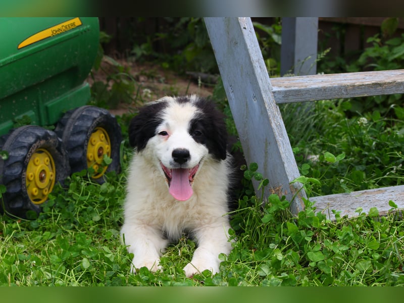 Leyla und Blue - zwei zuckersüße Aussie Zwerge