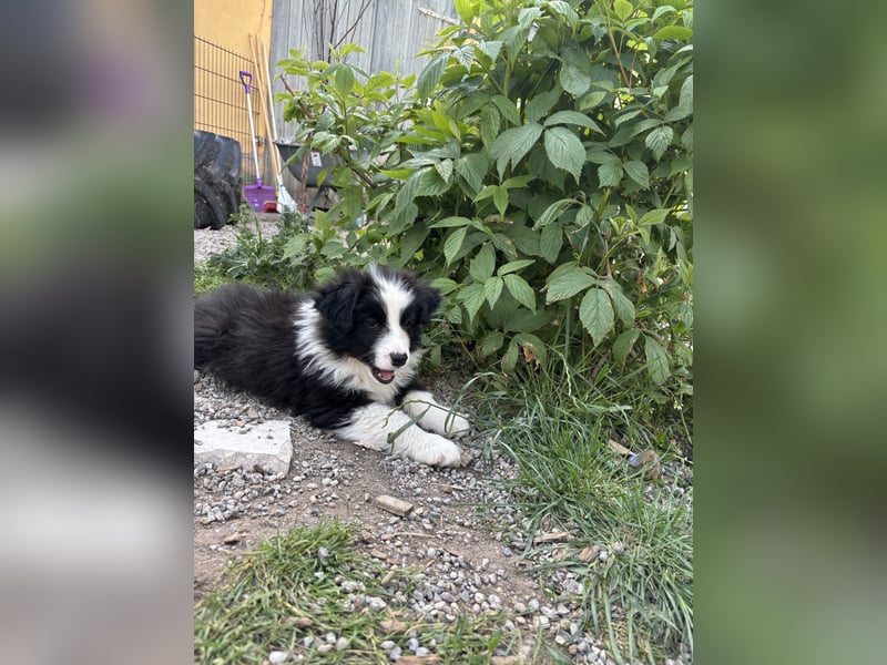 Leyla und Blue - zwei zuckersüße Aussie Zwerge