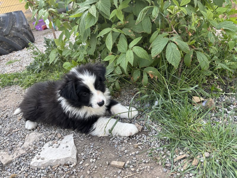 Leyla und Blue - zwei zuckersüße Aussie Zwerge