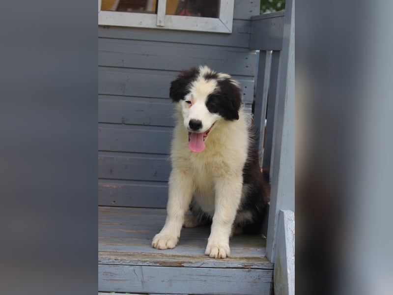 Leyla und Blue - zwei zuckersüße Aussie Zwerge
