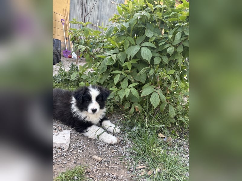 Leyla und Blue - zwei zuckersüße Aussie Zwerge