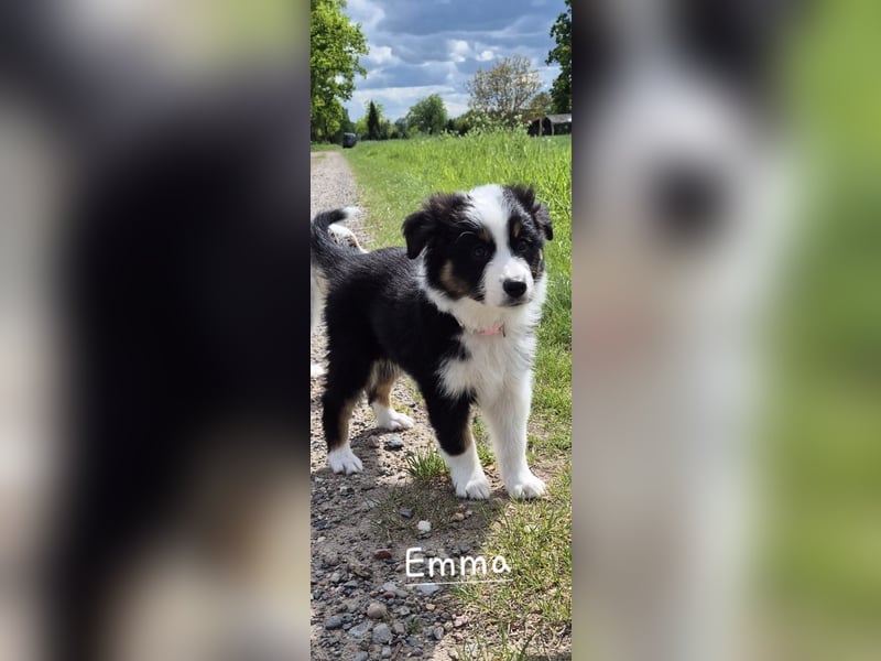 Australian Shepherd Welpen – Abgabe ab dem 28.05.2025